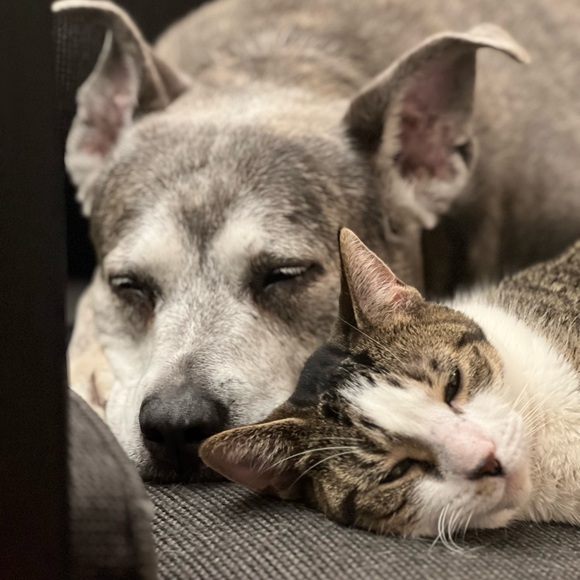 Meet your Posher, Eliza - Picture 1 of 1